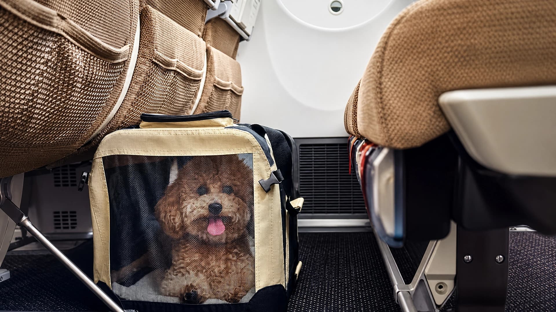 Путешествовать с питомцем в салоне за $399 акция Etihad Pets Onboard