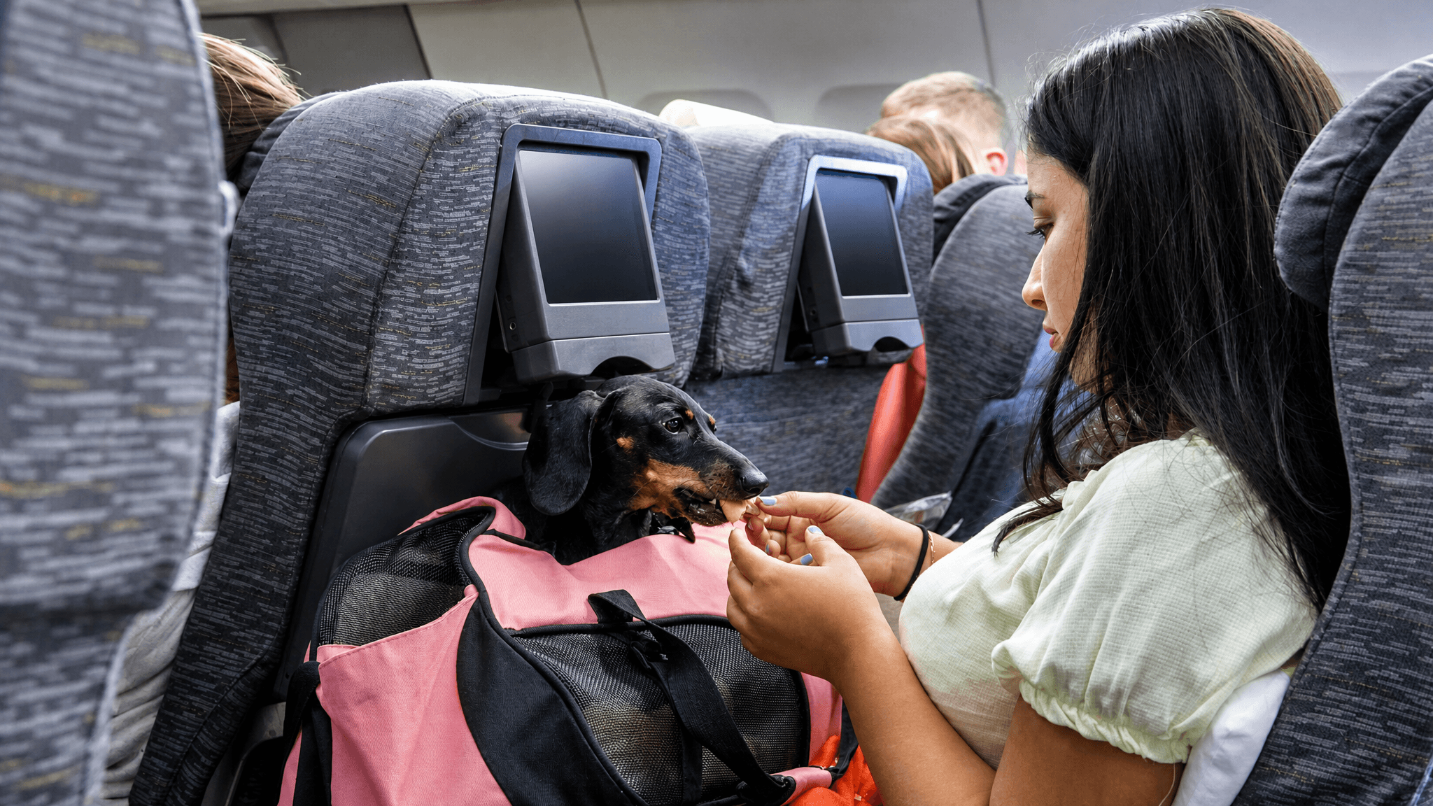 Что входит в предложение Etihad Pets Onboard?